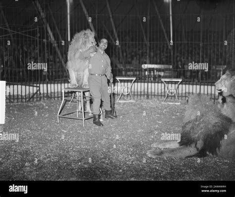 Lion Tamer With Lion At Circus Jos Mullens Date October 26 1950