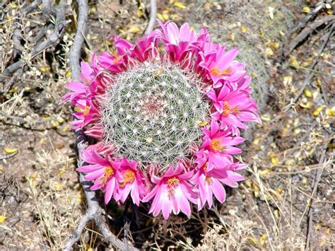 Mammillaria Microcarpa Cactus Flowers Cactus And Succulents Cactus