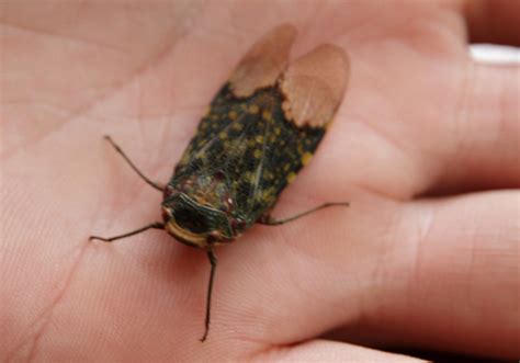 Do Squirrels Eat Cicadas Unveiling The Surprising Truth What S That Bug