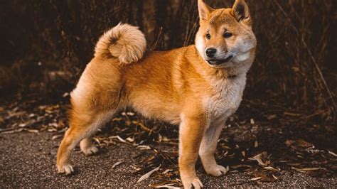 Cão Parecido Raposa LIBRAIN