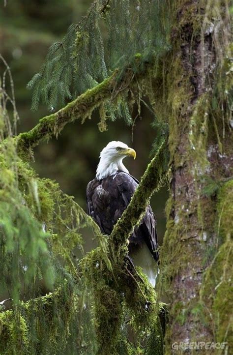 Bald Eagle Tongass National Forest Alaska Tongass National Forest