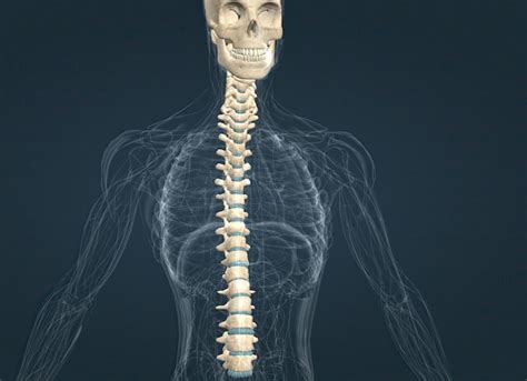 La columna vertebral se extiende desde el cráneo hasta la pelvis y está