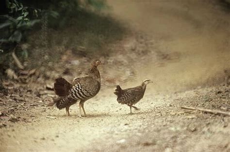 Sri Lanka Junglefowl female with young (Photos Framed, Prints, Puzzles ...