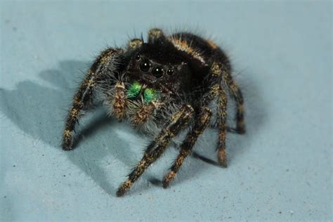 Bold Jumping Spider Phidippus Audax North American Insects And Spiders