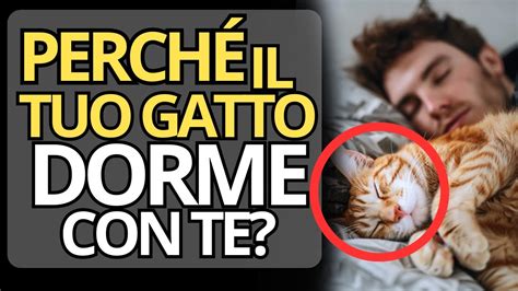 Perch Il Tuo Gatto Dorme Con Te Il Posto In Cui Dorme Rivela La