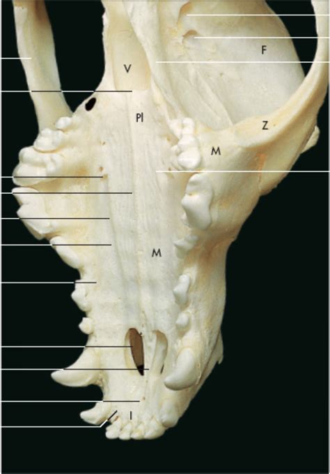 Splancnocranio Di Cane Veduta Ventro Laterale Destra Diagram Quizlet