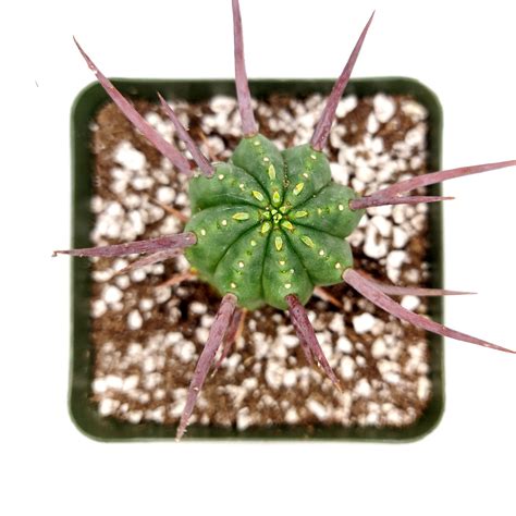 Euphorbia Enopla Pincushion Euphorbia Succulent T Decor Ideas Succulents Box