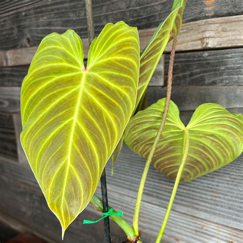 Philodendron Splendid 5 Pot Plant Hawaii