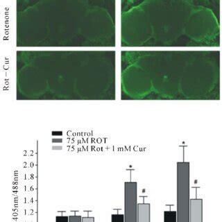 Curcumin Reduced Mitochondrial Ros Levels In Drosophila Neurons A