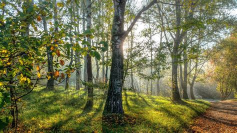 Wallpaper Sunlight Trees Leaves Nature Grass Park Shadow Wood