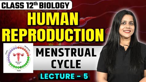 Menstrual Cycle Human Reproduction Class 12 Lecture 5 Class 12