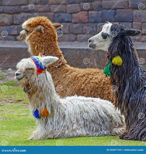 Graciosos Lamas Alpaka En Cusco Foto De Archivo Imagen De Cuzco