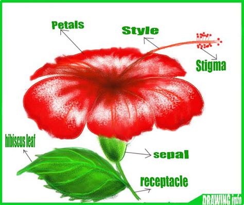 How To Draw Hibiscus Leaf