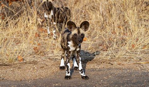 African Wild Dog Saving The Survivors