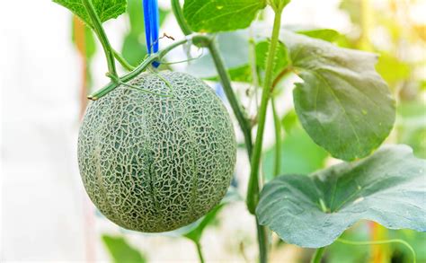 Dammann's Garden Company – MELON MADNESS! VARIETIES TO PLANT NOW