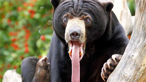 Download Animal Sun Bear Hd Wallpaper