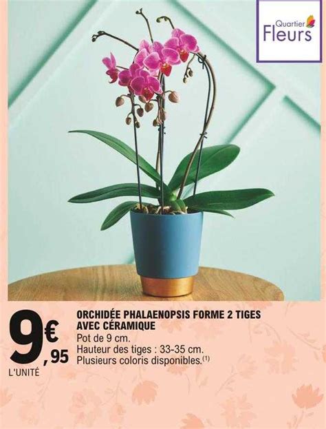 Promo Orchidée Phalaenopsis Forme 2 Tiges Avec Céramique chez E Leclerc