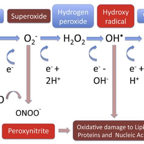 1 Schematic Showing Reactions Involved In Ros Generation Superoxide Download Scientific