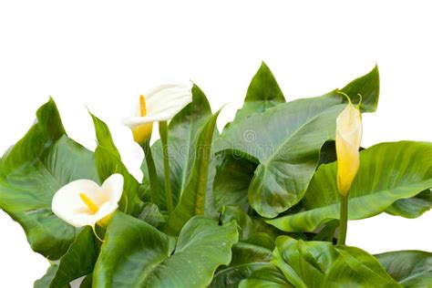 White Calla Lilies With Leaf Stock Image Image Of Bloom Botanic