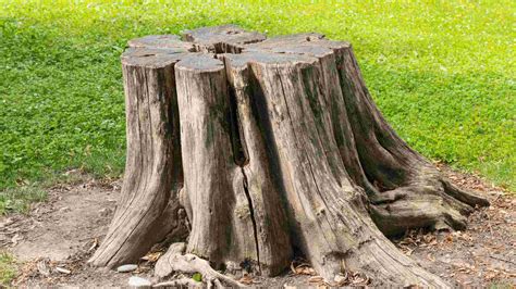 How Much Does It Cost To Remove A Tree Stump Find Out Here