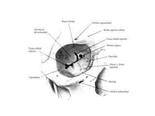 Lesiones Oculares Y Orbitarias Ppt Descarga Gratuita