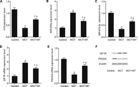 Identifying Involvement Of H19 Mir 675 3p Igf1r And H19 Mir 200a Pdcd4