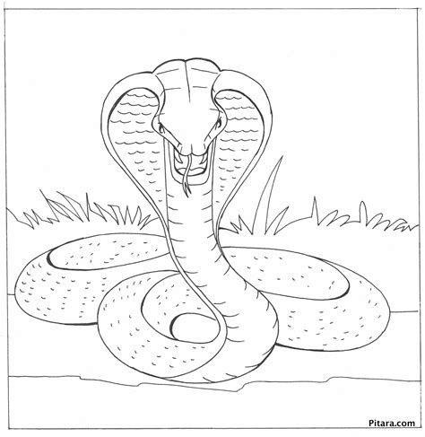 Free Printable King Cobra Coloring Pages