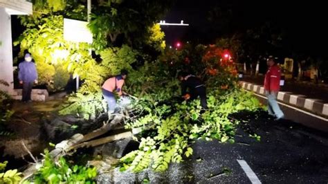 Angin Kencang Terjang Kota Batu Pohon Besar Tumbang Orang Terluka