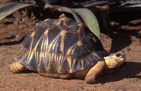 Radiated Tortoise Facts and Pictures