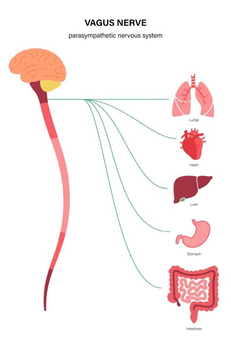 6 Warning Signs of Vagus Nerve Damage - Healthier Steps