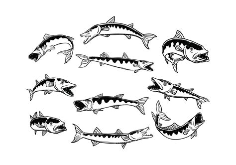 Free Barracuda Vector 131980 Vector Art at Vecteezy