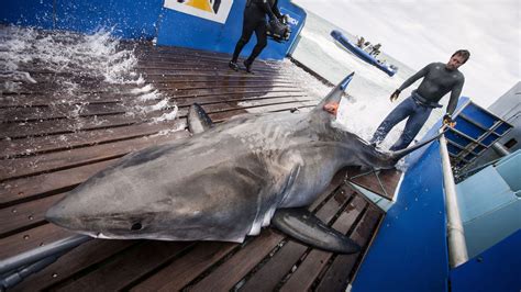 Meet A Global Shark Tracker Chicago Tonight Wttw