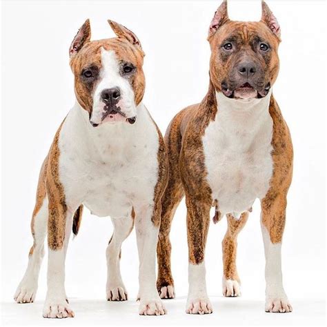 136 Besten Best Amstaff Bilder Auf Pinterest Staffordshire Terrier