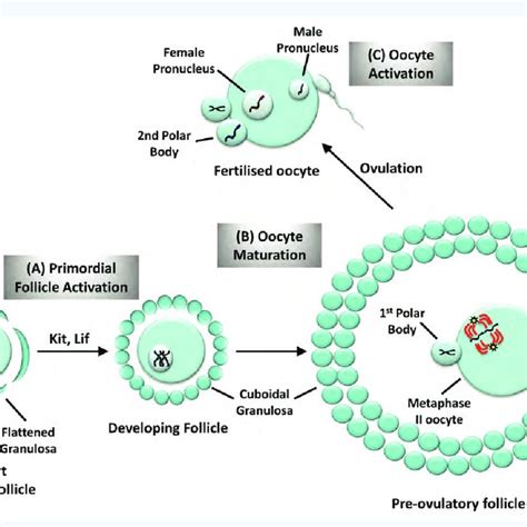 Diagrammatic Representation Of Primordial Follicle Activation Oocyte