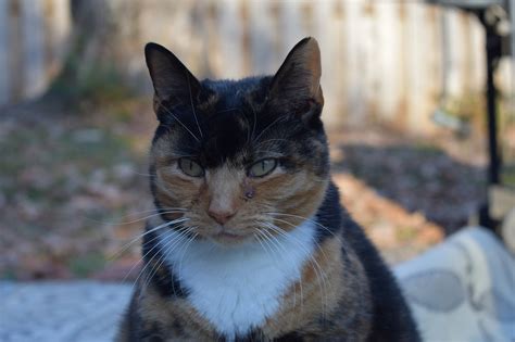 Angry Calico Cat Free Photo On Pixabay Pixabay