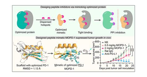 Rational Design Of Potent Peptide Inhibitors Of The Pd Pd L