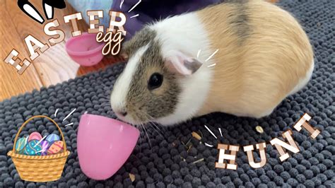 I Threw My Guinea Pigs An Epic Easter Egg Hunt 2022 Whos The