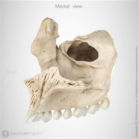 Maxilla Anatomy