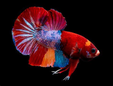 Premium Photo Fancy Koi Galaxy Betta Fish