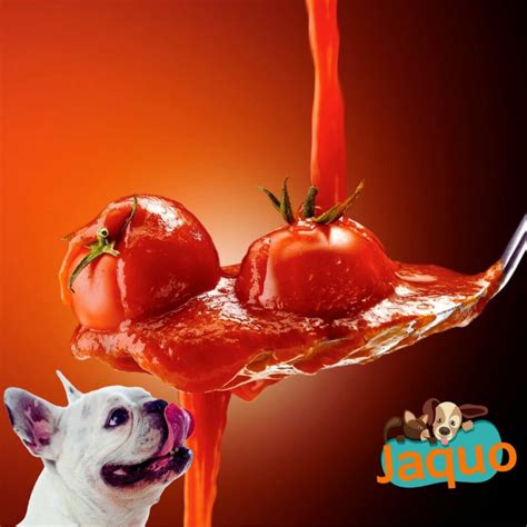 Les Chiens Peuvent Ils Manger Des Tomates Jaquo Fr