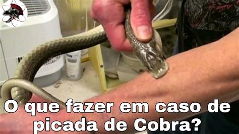 Picada de Cobra o que fazer Aranha Escorpião Biólogo das Serpentes