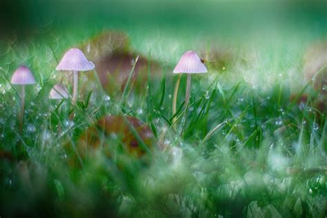 How to Get Rid of Mushrooms in the Lawn – OtO Inc.