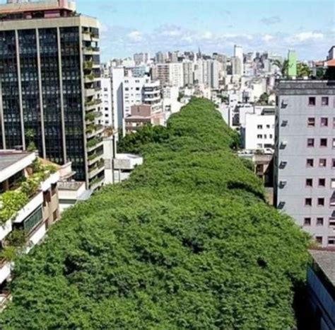 Magical Tree Tunnels You Should Definitely Take A Walk Through