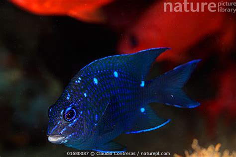 Stock Photo Of Giant Damselfish Microspathodon Dorsalis Juvenile