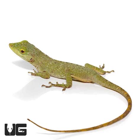 Neotropical Green Anole For Sale - Underground Reptiles