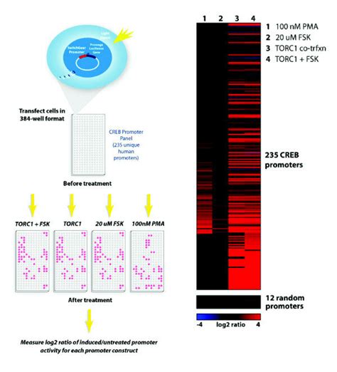 High Throughput Reporter Assays Of Creb Bound Promoters A