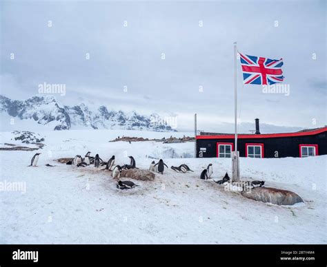 A Gentoo Penguin Pygoscelis Papua Breeding Colony Beneath Union Jack