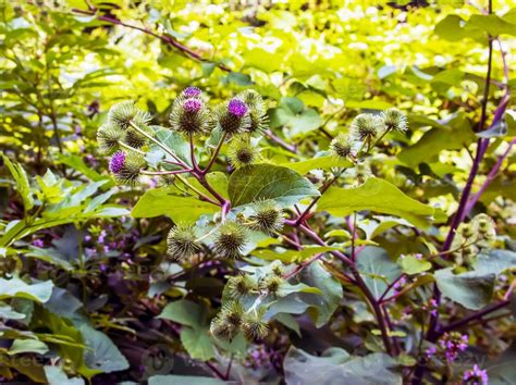 Greater Burdock Purple Prickly Flowers Arctium Lappa L Plant 27769935