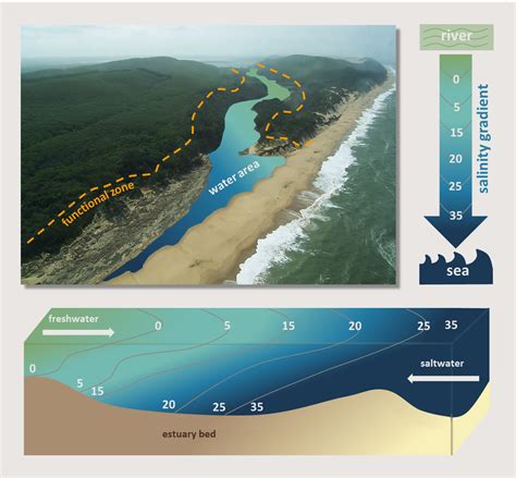 What Is An Estuary Coast Kzn