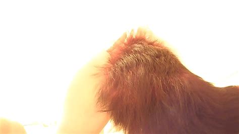 Soloboy Play With Ass And Fox Tail XNXX